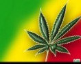 /album/fotogaleria-inicio1/marihuana2-jpg1/